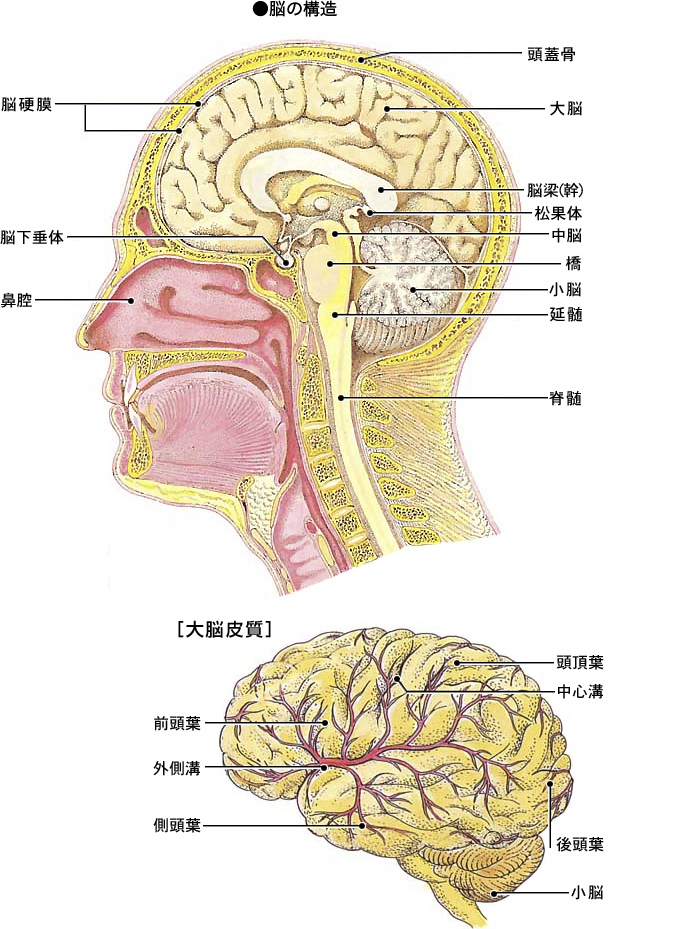 ビジュアル脳神経外科 頭蓋底② 後頭蓋窩・錐体斜台部 裁断済 - 健康/医学