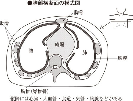 呼吸器外科手術 縦隔・胸膜・胸壁 140339_s.jpg